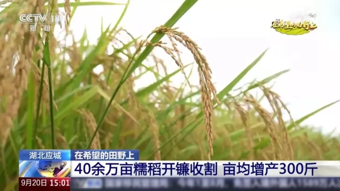 央视聚焦！NG官网这台“收稻神器”刷屏湖北田野